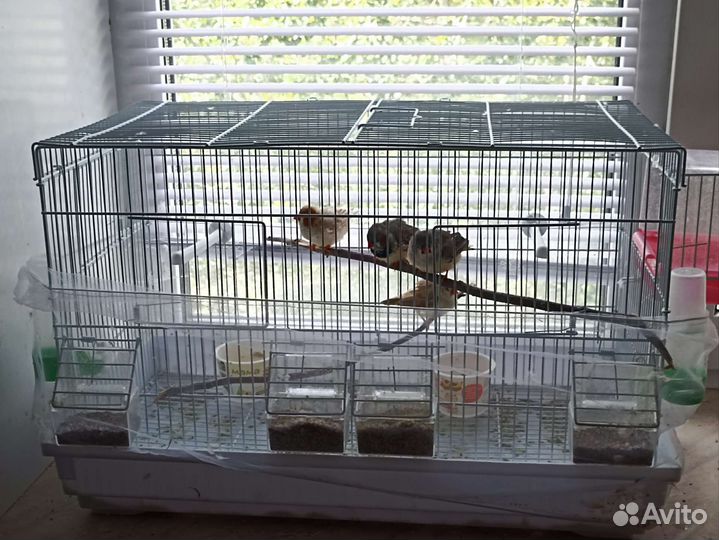 Зебровая крупная амадина