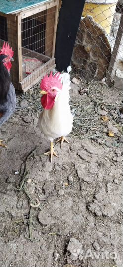 Петух леггорн