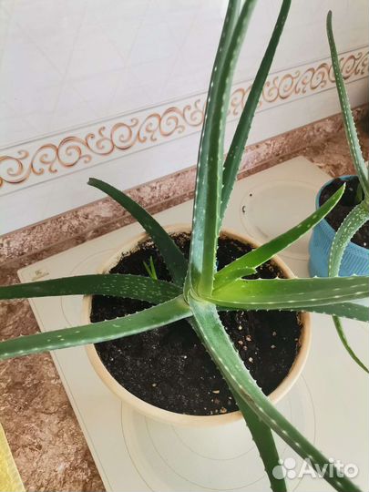 Алоэ вера комнатный цветок