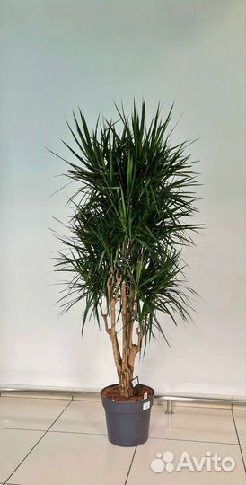 Драцена маргината