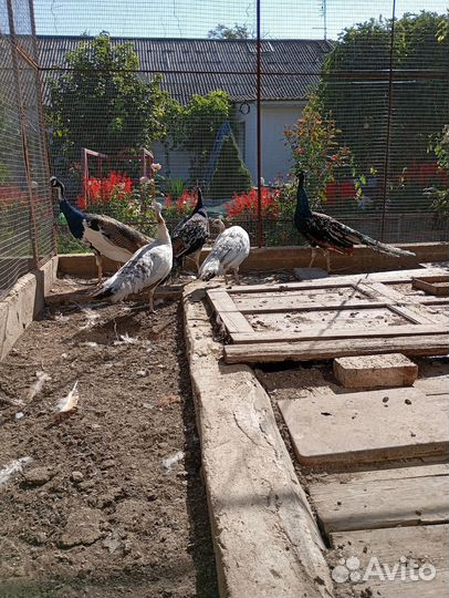 Павлины черноплечие