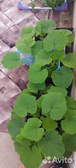 Рассада тыквы