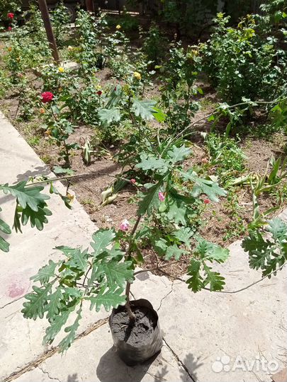 Саженцы Дуба