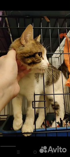 Котику с Лейкозом грустно в клетке