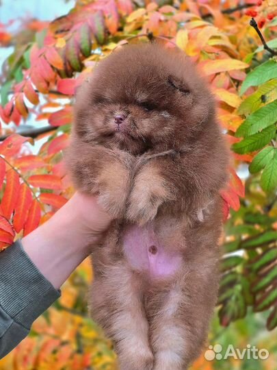 Померанский шпиц