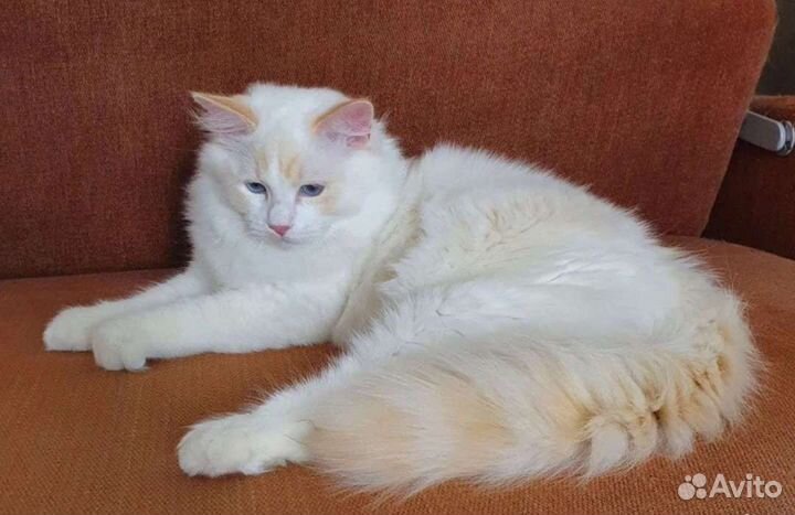 Мальчишки мишки