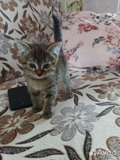 Кошка в дар бесплатно