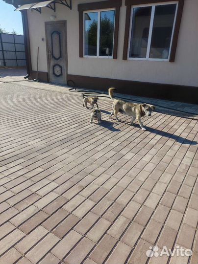 Щенки бесплатно