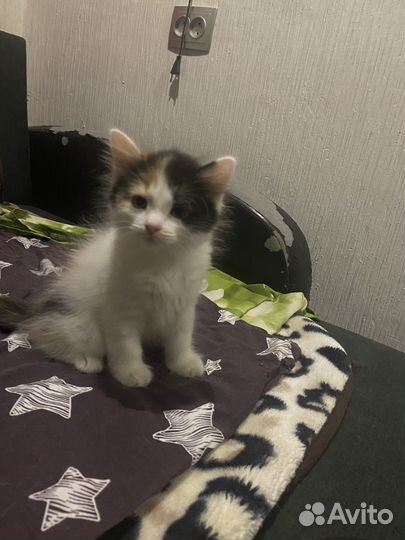 Котята отдам даром