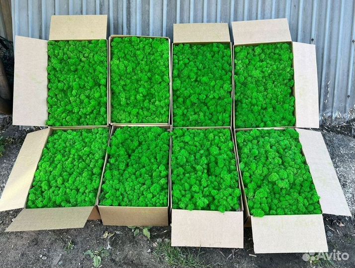 Мох стабилизированный зеленый и красный