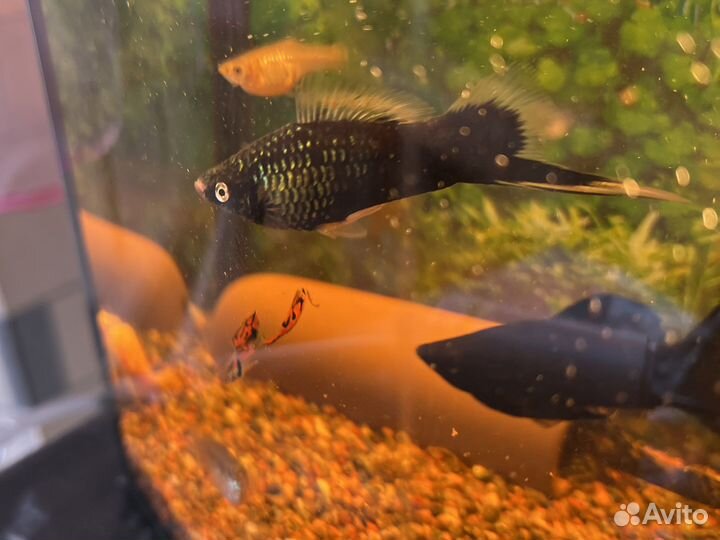 Сомики анциструсы, меченосцы