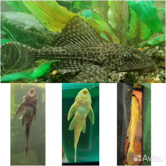 Гуппи, меченосцы кои, Хелены, живой корм, сомы