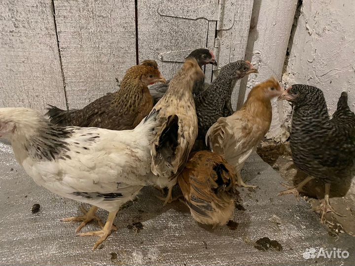 Курочки молодки от 4,5 месяцев все курочки