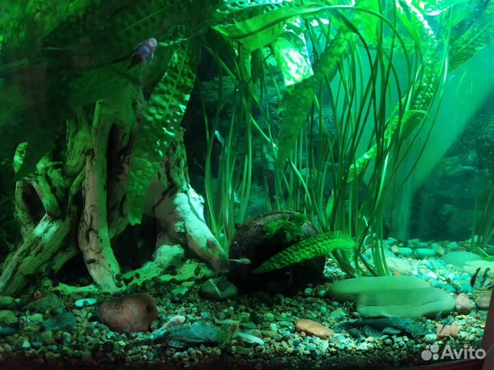 Сомы - анцистры