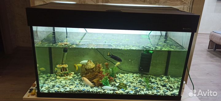 Аквариумные рыбки