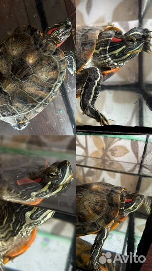 Красноухая черепаха взрослая бесплатно