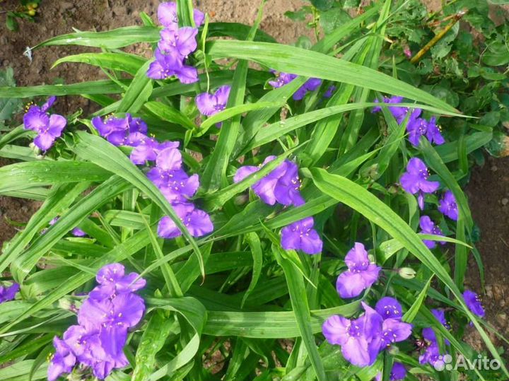 Традесканция садовая, Примула, Вероника, гейхера