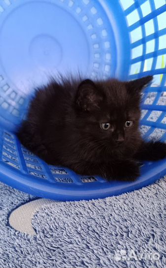 Сибирская кошка