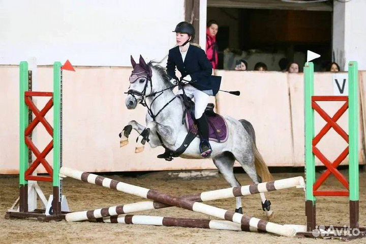 Чистопородная Уэльская пони сектор B, кобыла, 2019