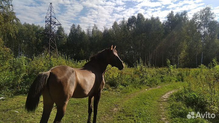 Молодая лошадка