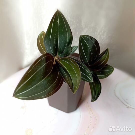 Орхидея Лудизия Драгоценная (Ludisia discolor)