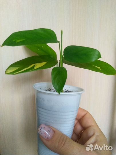 Ктенанта лубберса