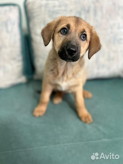 Щенок 2 месяца.Девочка