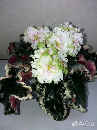 Фиалки сортовые детки