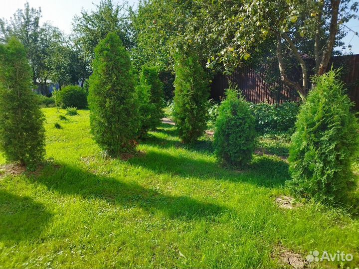 Туи смарагд