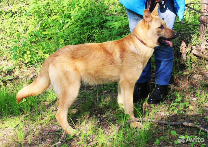 Бельгийская овчарка метис