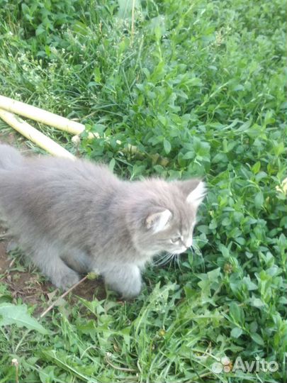 Серенькая кошечка