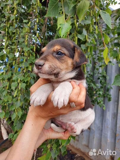 Щеночек-колобочек 2 месяц в дар