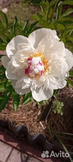 Деленки пионов