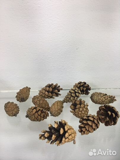 Шишки сосновые