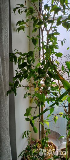 Комнатные цветы