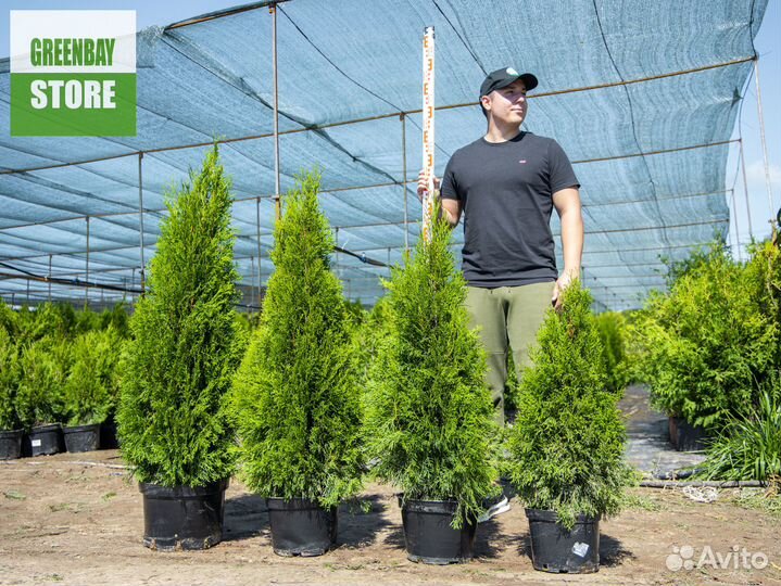 Туи, туя 100 см свежая копка 2023