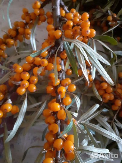 Саженцы облепихи