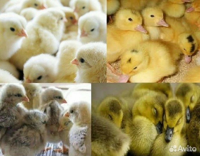 Цыплята Гусята Утята