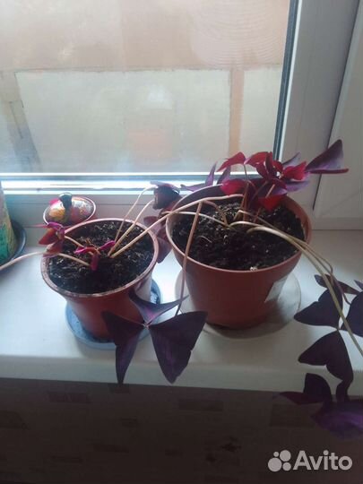 Оксалис(цветок счастья),приносит удачу