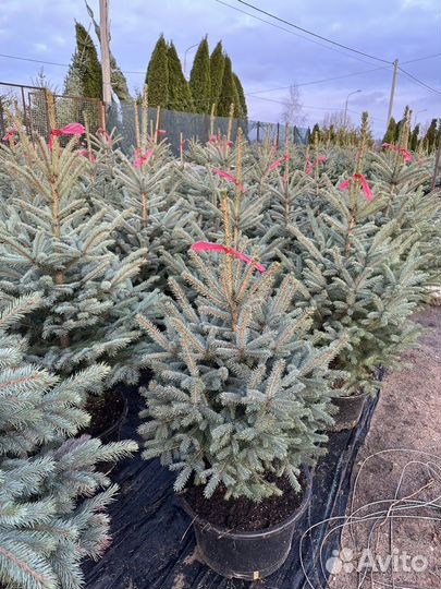 Ель голубая в горшке Глаука большой выбор