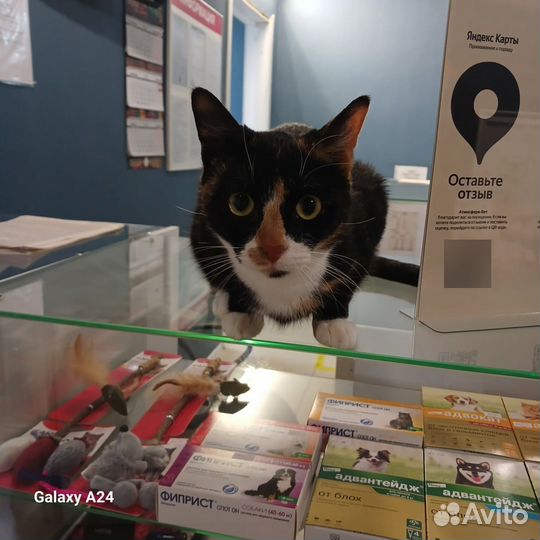 Трехцветная кошечка