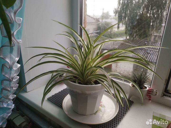 Хлорофитум