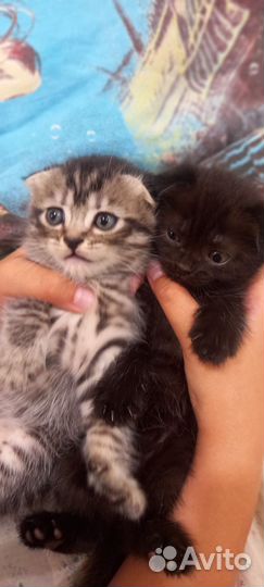 Вислоухие котята