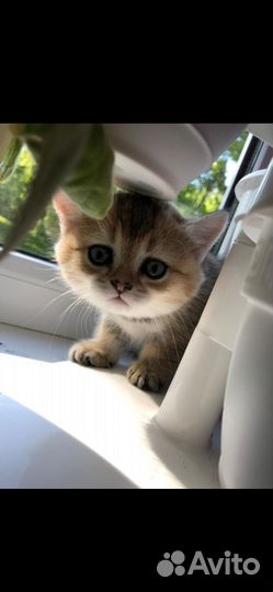 Британский котенок