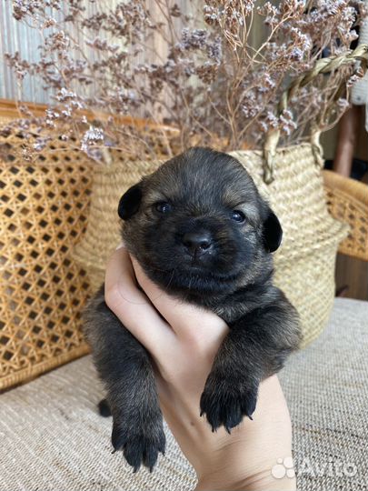 Щенята от мальтипу