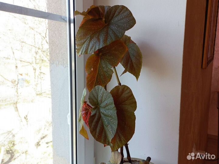 Бегония королевская