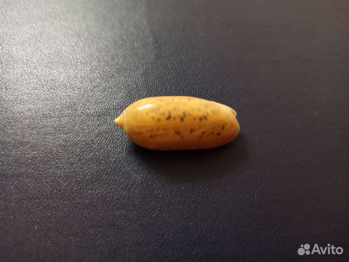 Морская раковина