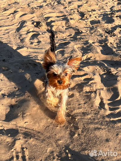 Йоркширский терьер вязка