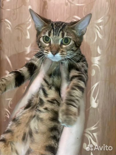 Котята абикун
