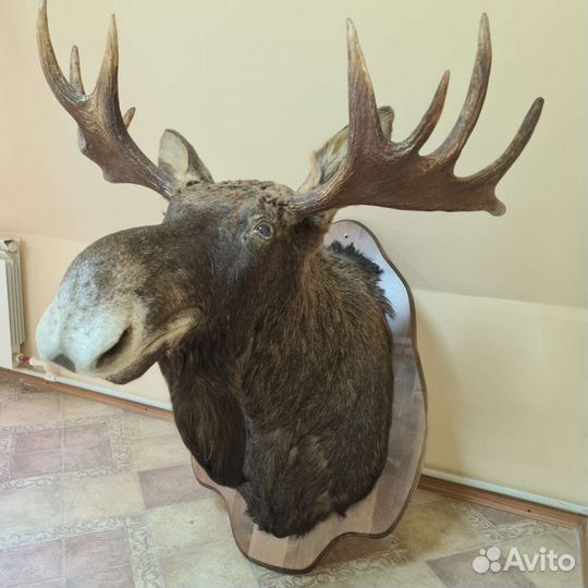 Чучело лося